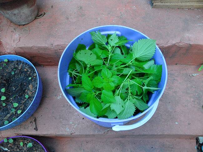 Настой крапивы для подкормки растений - запишите рецепт зеленого удобрения из крапивы. | красивый дом и сад