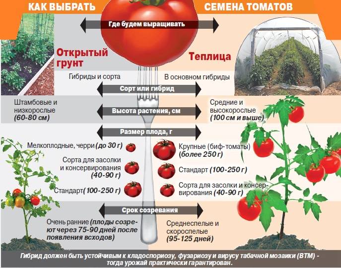 На каком расстоянии сажать помидоры в теплице