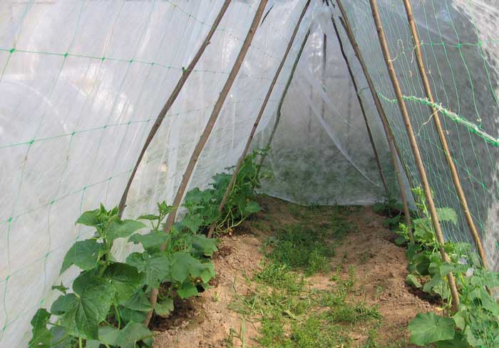 Как сделать укрытие для помидор. технология выращивания помидоров в открытом грунте как сажать помидоры под укрывной материал