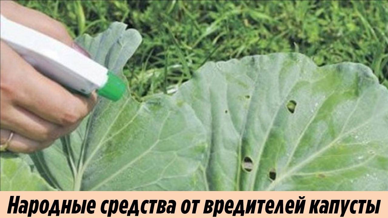 Чем обработать капусту от вредителей: лучшие народные средства