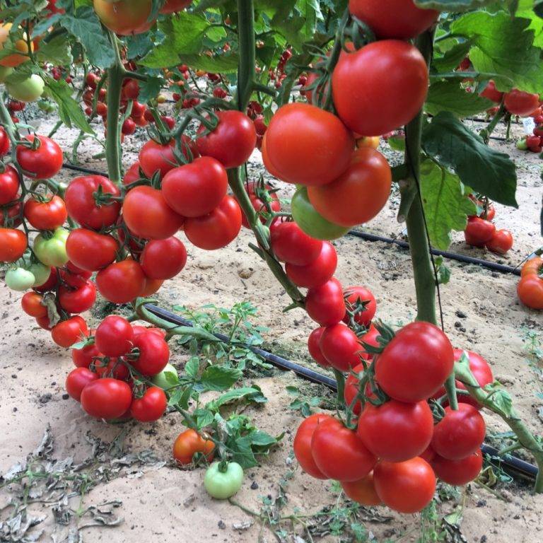 Томат верлиока: урожайность и характеристика сорта, отзывы