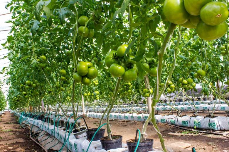 Выращивание помидоров на гидропонике в домашних условиях и теплице, видео и фото