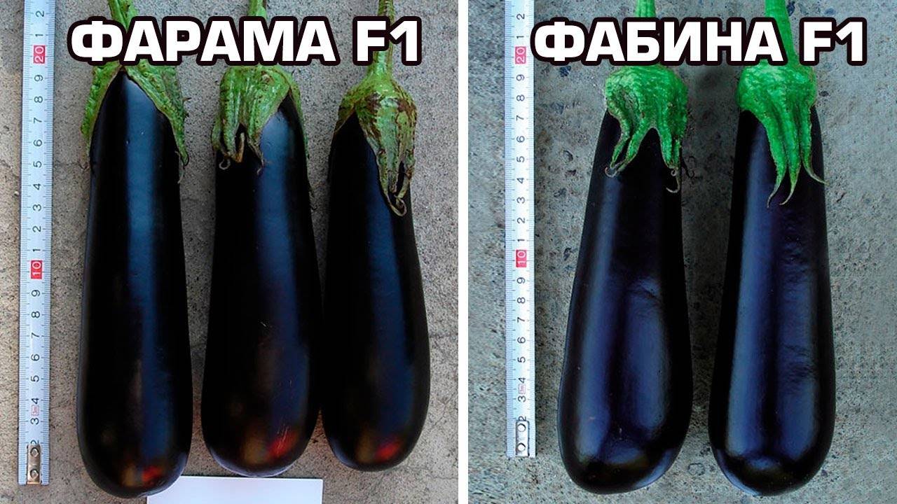 Баклажан рома f1: описание, отзывы