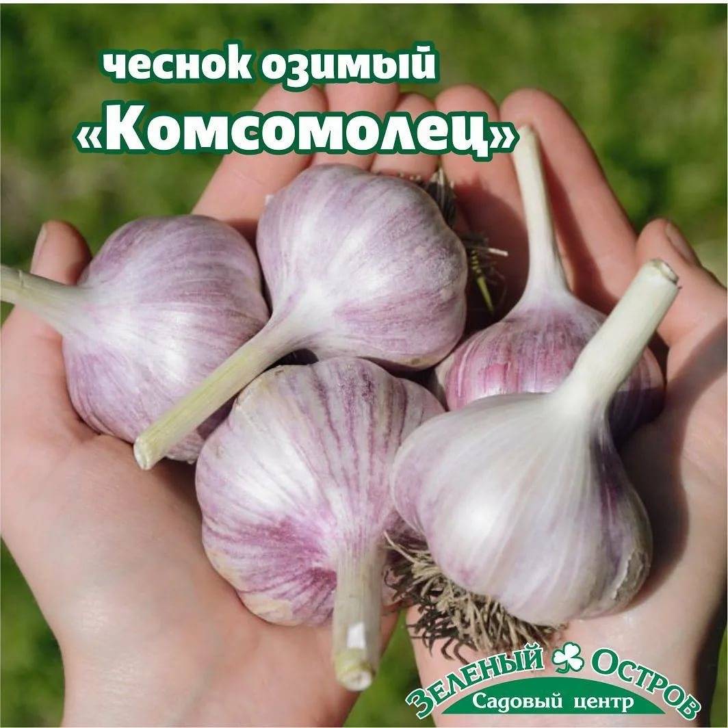 Сорт чеснок гулливер