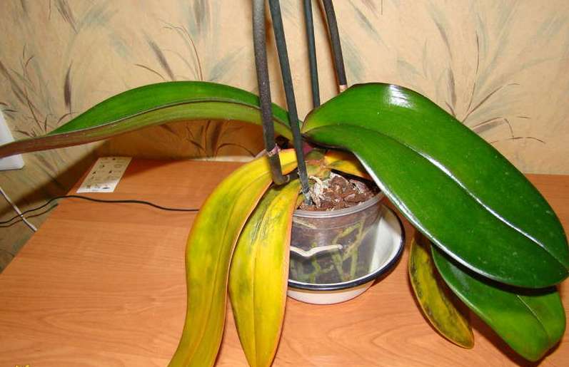 Трипсы на орхидеях: фото, как бороться с ними и избавиться