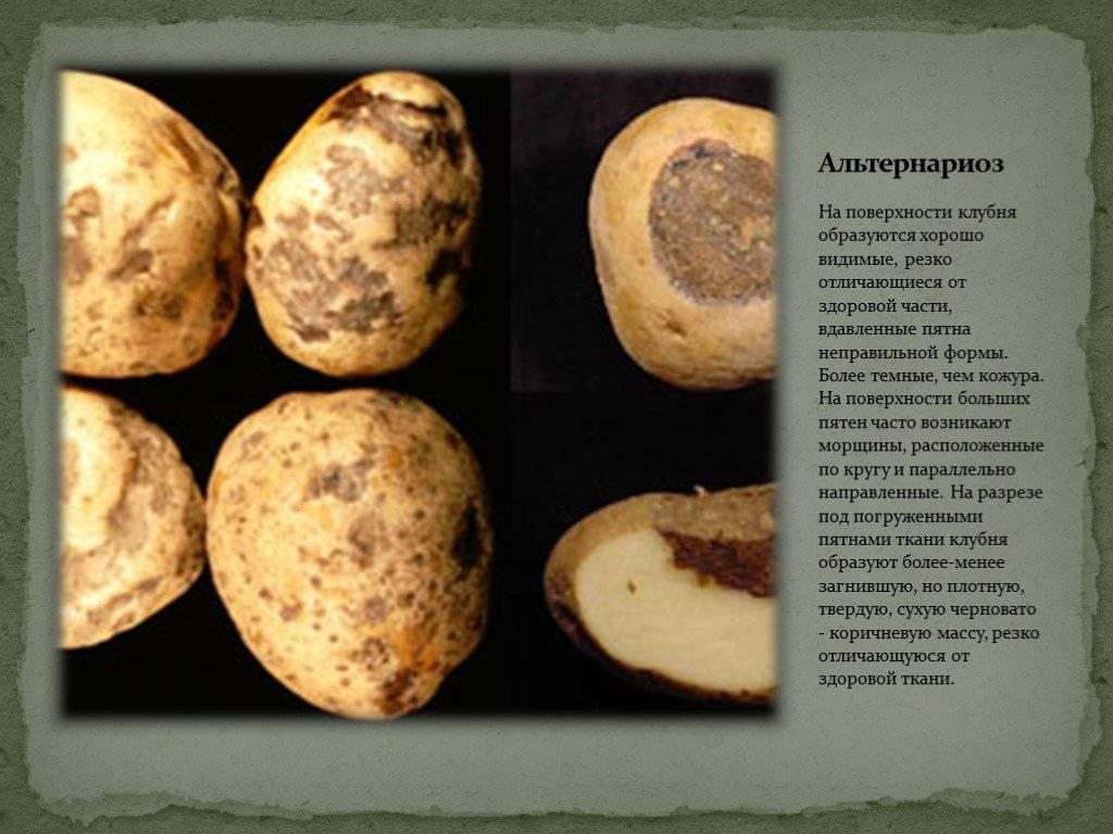 Неинфекционные болезни картофеля