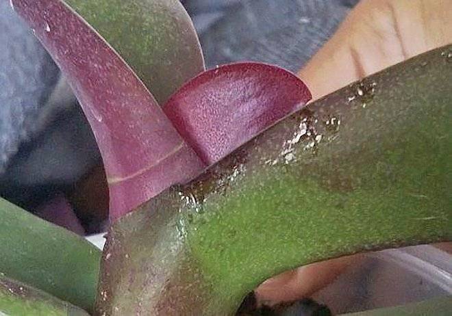 Щитовка на орхидее – как выглядит вредитель и как избавиться от него химическими и народным и средствами