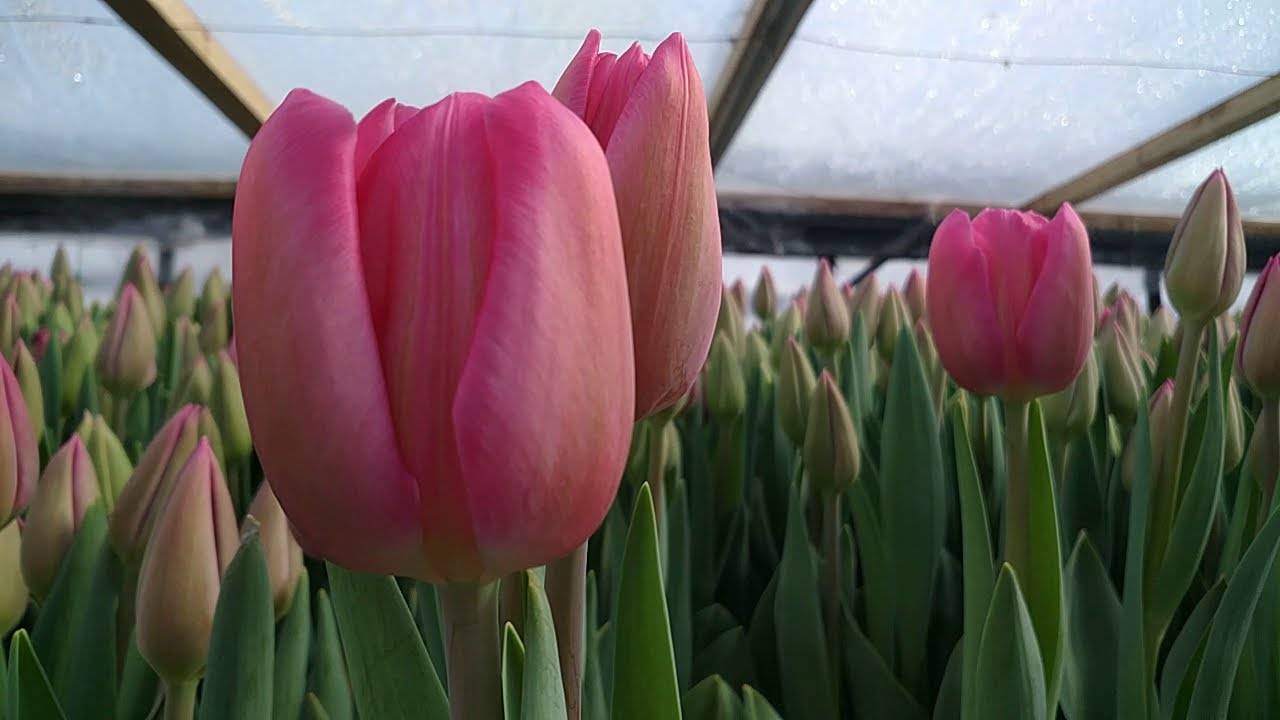 Тюльпаны «барселона»: описание сорта и особенности его выращивания