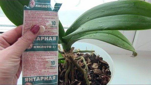 Янтарная кислота для орхидей: как применять для подкормок
