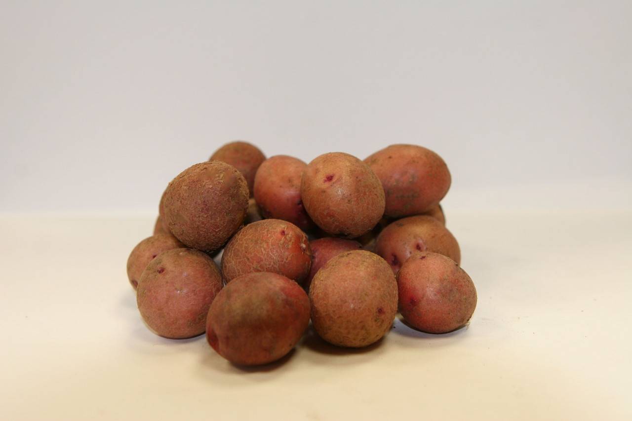 картофель коломбо характеристика сорта урожайность