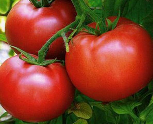 Какие низкорослые сорта томатов наиболее урожайные