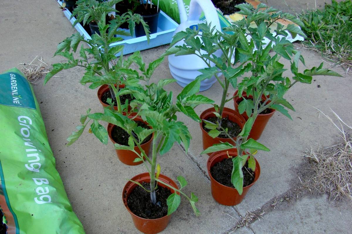Что делать если помидоры подмерзли – 2 варианта реанимации растений