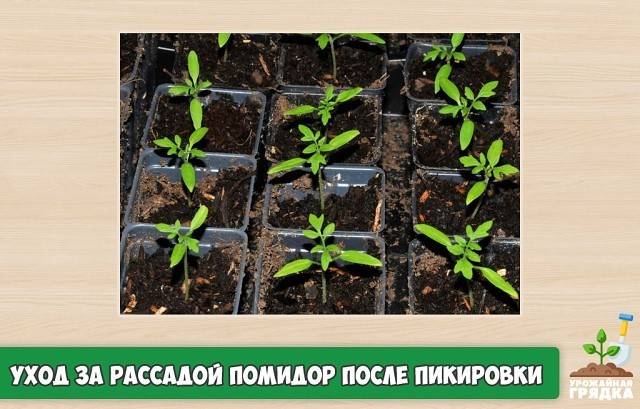 Выращивание рассады томатов: правила посева и ухода