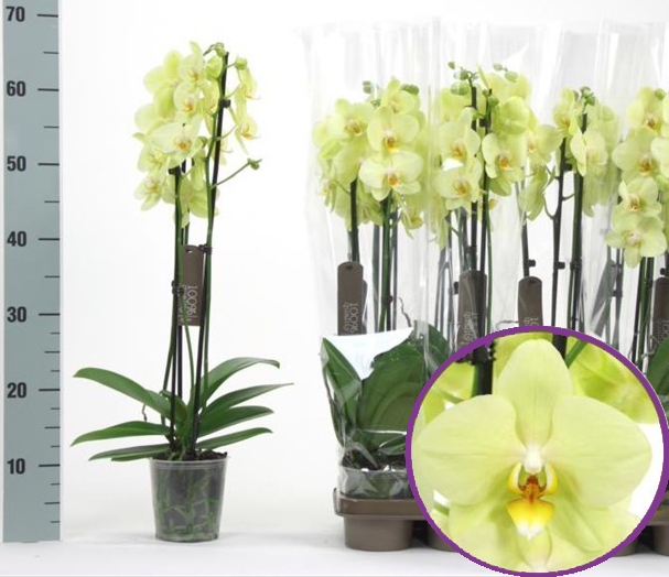 Разные виды орхидей фаленопсис: самая красивая, карликовые, крупноцветковые, каскадные, маленькие, лимонные, ампельные, ароматные, вариегатные, микро-сапфир