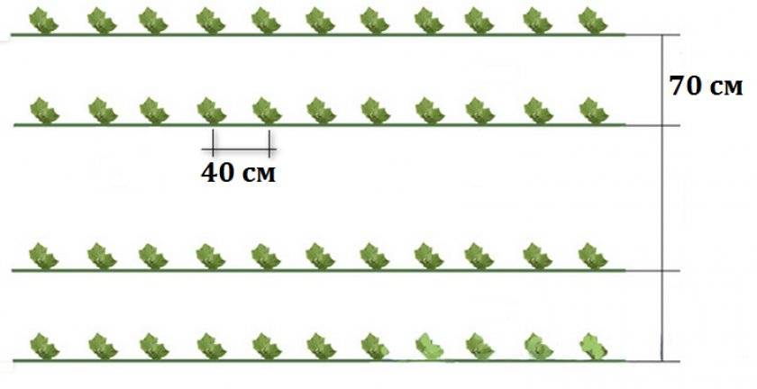 Схема посадки кабачка в открытом грунте