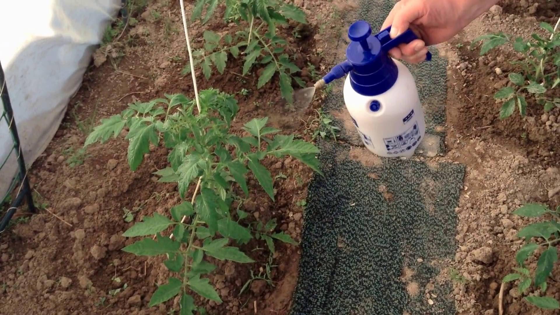 Марганцовка для помидор | вырасти сад!
