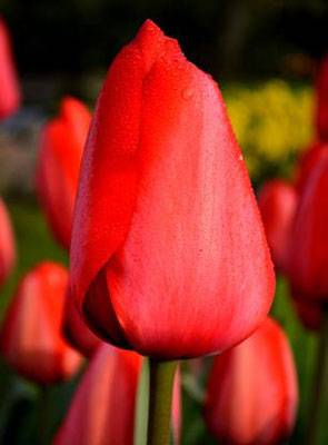 Тюльпаны «лалибела»: описание сорта и тонкости его выращивания - ваша дача