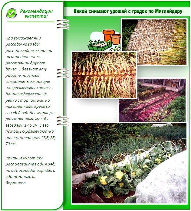 Посадка картофеля по митлайдеру