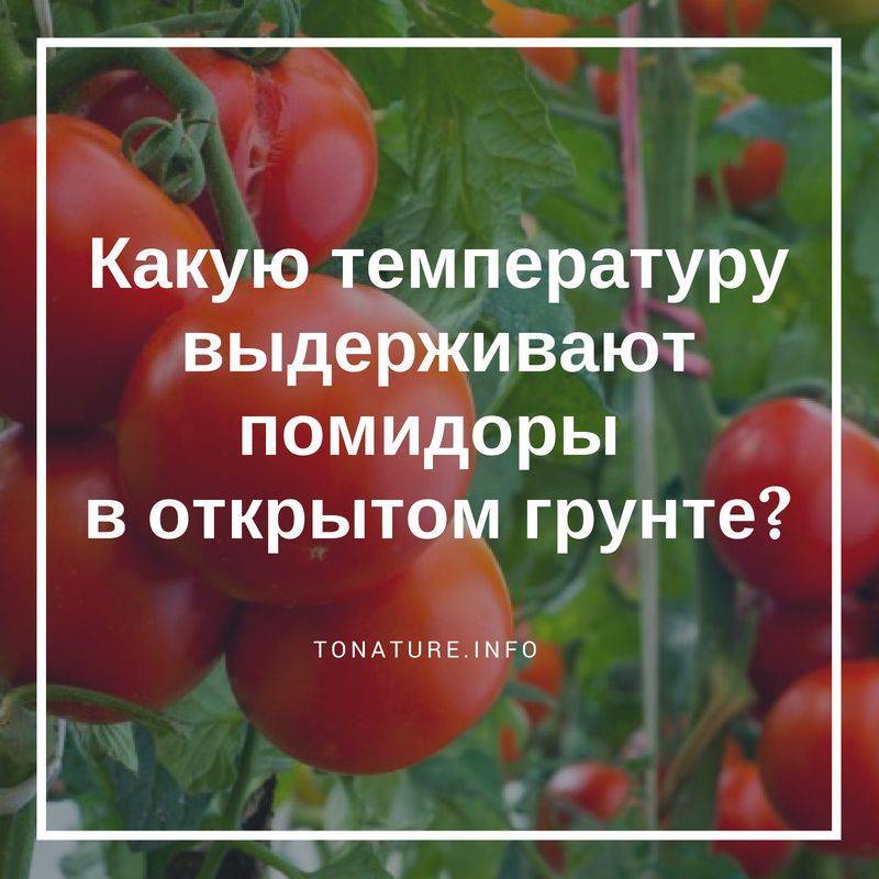 Оптимальный температурный режим для рассады томатов, при какой выращивать
