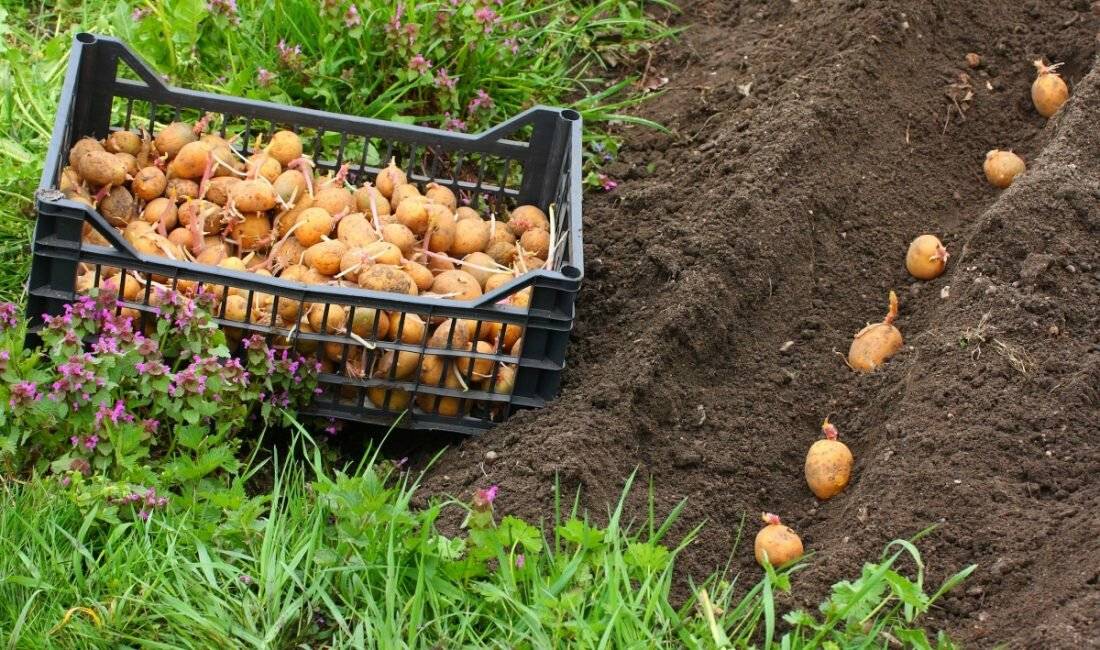 Правильная посадка картофеля: способы, сроки