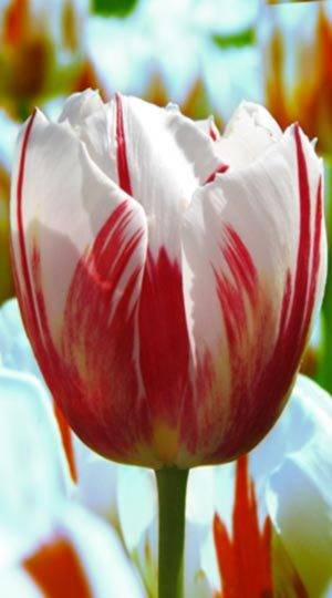 Тюльпан «лалибела» (12 фото): описание сорта, тонкости его выращивания