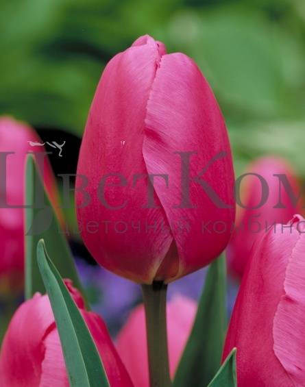 Тюльпаны триумф фото, описание популярных сортов тюльпанов.