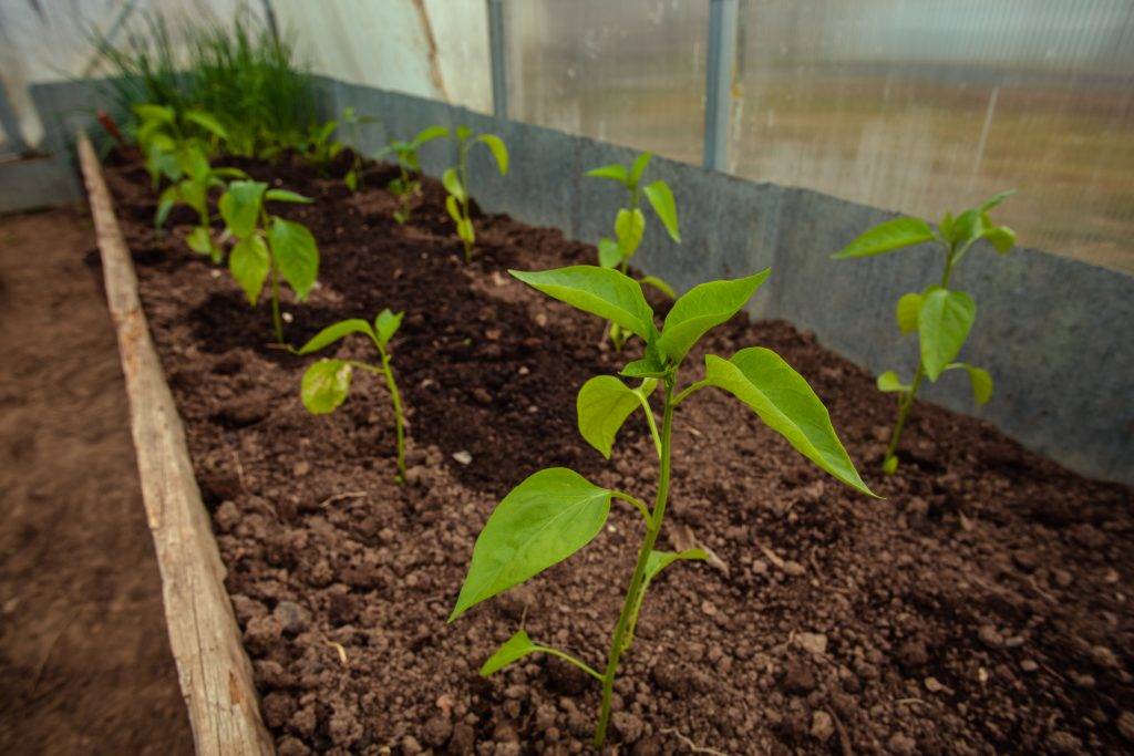 Чем удобрять рассаду перцев: обзор 25 удобрений