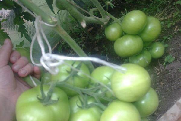 Томат президент f1: описание и урожайность сорта, отзывы, фото