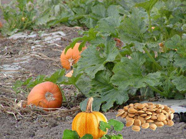 Правила выращивания тыквы в открытом грунте, способы посадки и особенности ухода