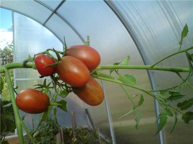 Почему у помидор в теплице опадают цветы: 9 причин