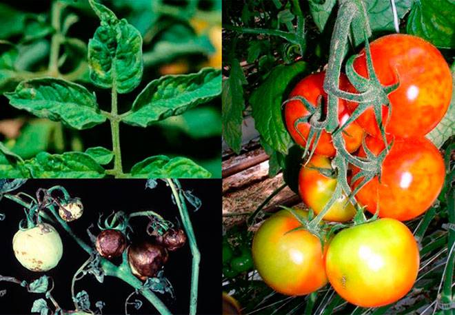 Чем болеют помидоры и как их лечить