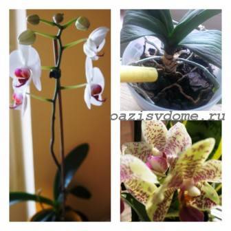 Если у вас орхидея фаленопсис: сколько она цветет в домашних условиях и что делать, когда нет бутонов?