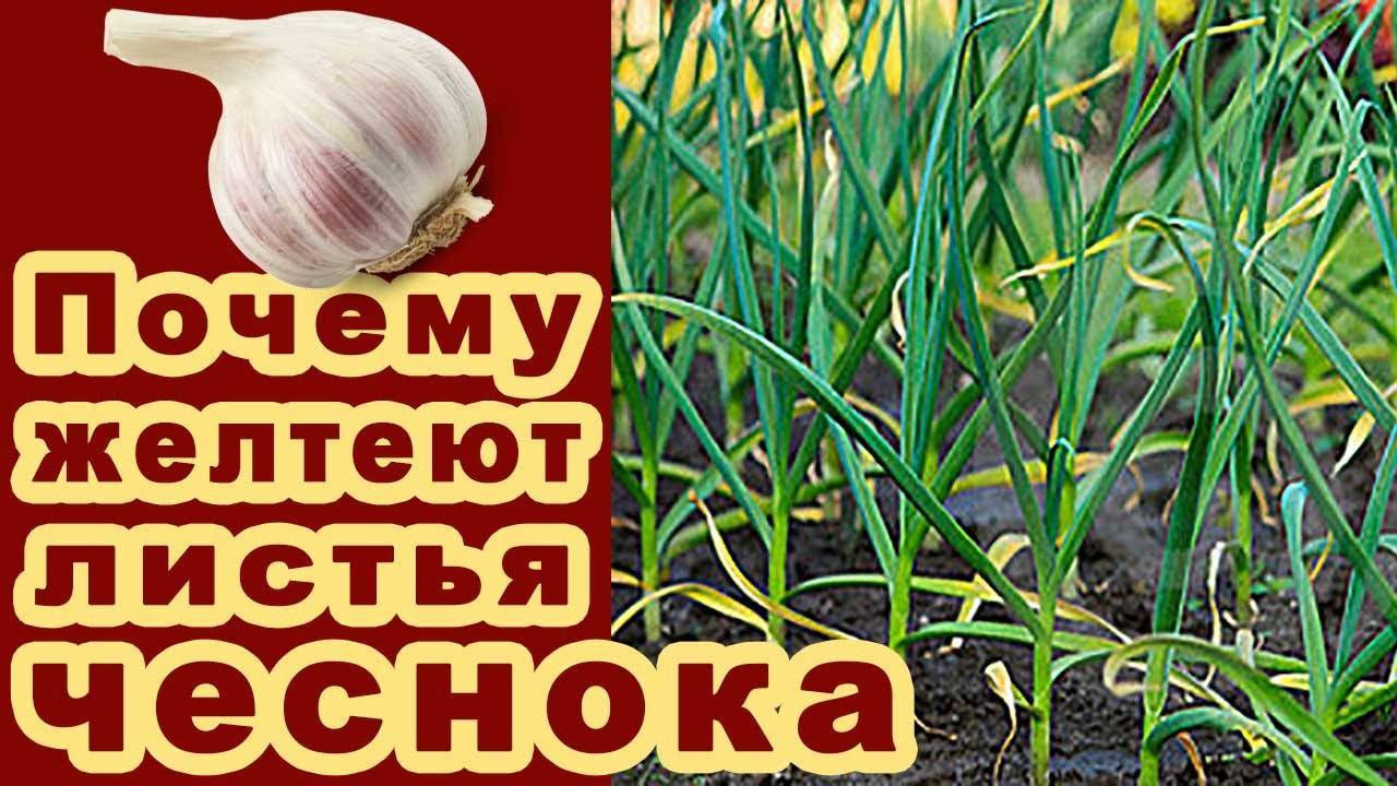 Почему желтеет озимый чеснок весной на грядке и что с этим делать?