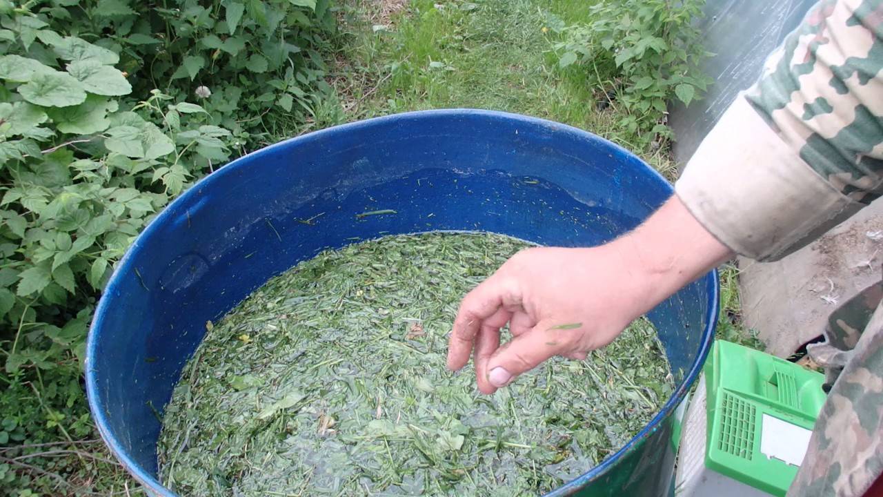 Чем удобрять кабачки для роста плодов и хорошего урожая