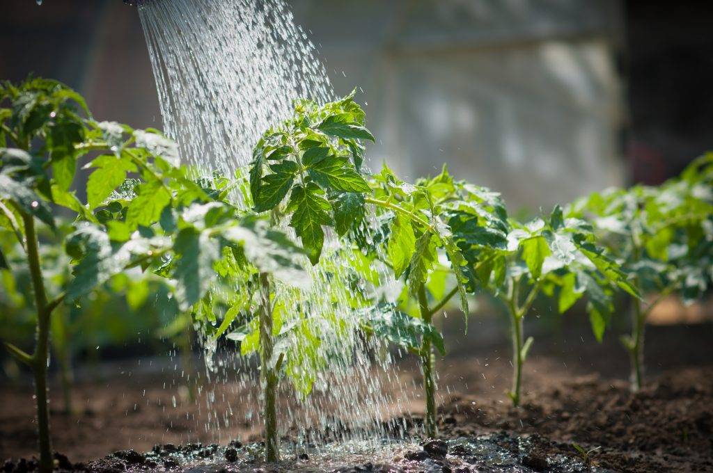 Как поливать помидоры в теплице правильно: сколько нужно воды и какое время лучше, фото и видео