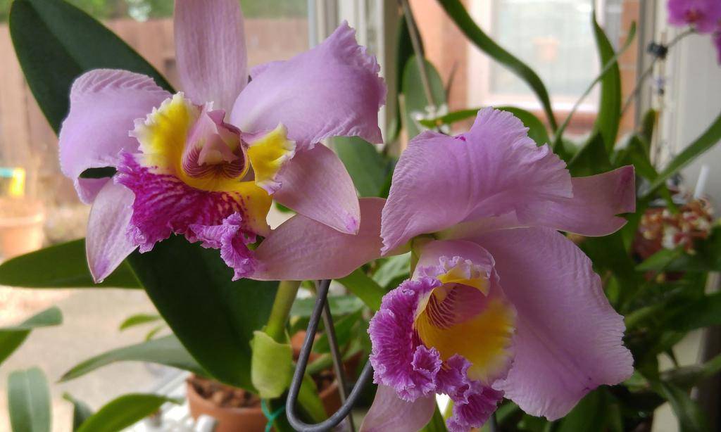 Белые мохнатые жучки на орхидее: как избавиться в домашних условиях