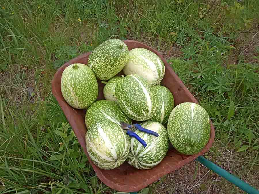Как растёт фиголистная тыква?