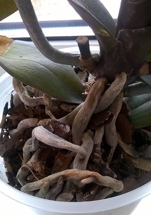 Почему сохнут листья у орхидеи фаленопсис и засыхают стебли: как спасти растение?