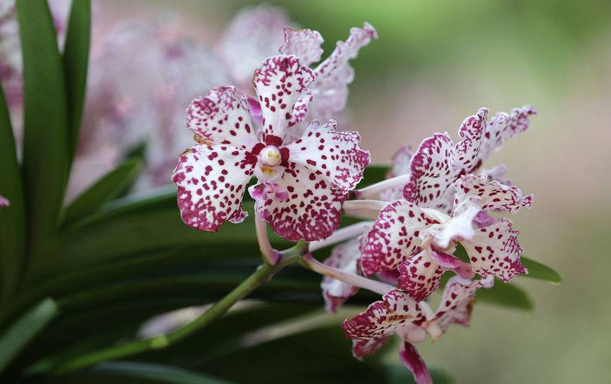 Виды Орхидей Фото И Названия По Листьям