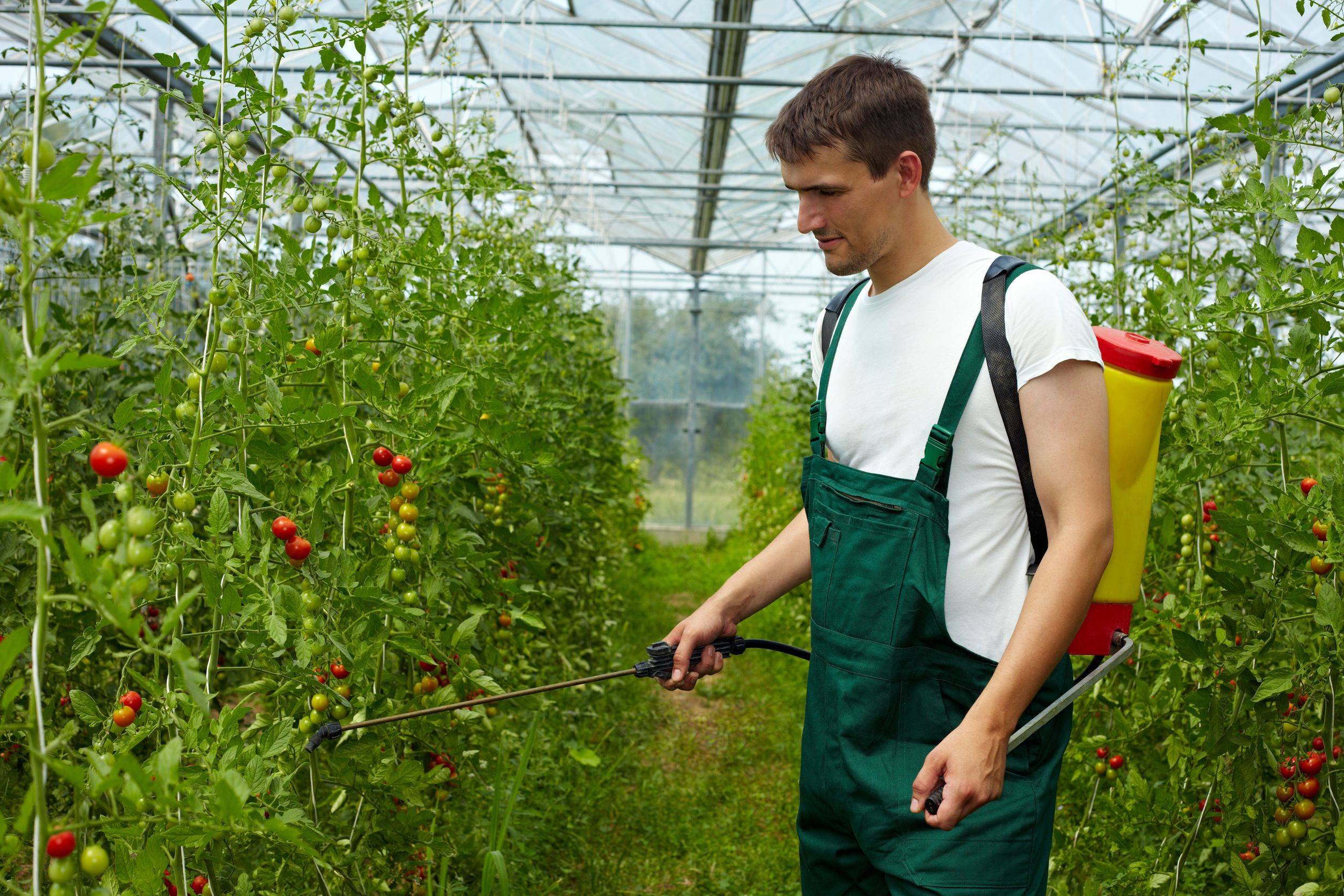 Трихопол для помидоров: как обрабатывать рассаду, как разводить и опрыскивать