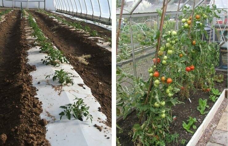 Правильная посадка помидоров в теплице > схема высадки + подробные видео + фото