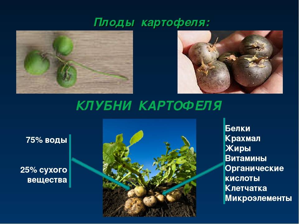 Картошка это корнеплод. Плод картофеля. Плод картофеля называют. Клубень картофеля это плод. Плоды картофеля ядовиты.