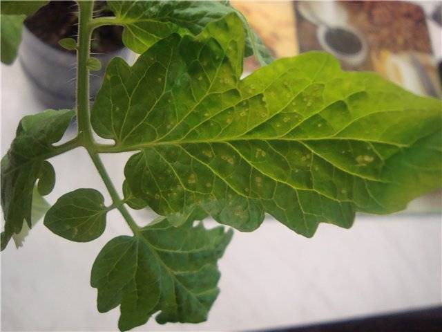 Белые пятна на листьях рассады томатов — описываем развернуто