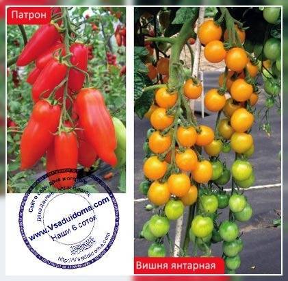 Описание помидоров сорта “рапунцель”, фото и отзывы
