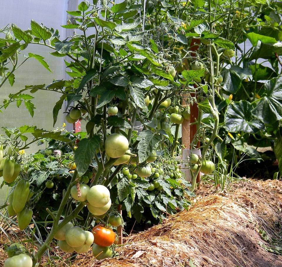 Посадка помидоров и перца рядом в теплице: можно или нет, соседство и совместимость