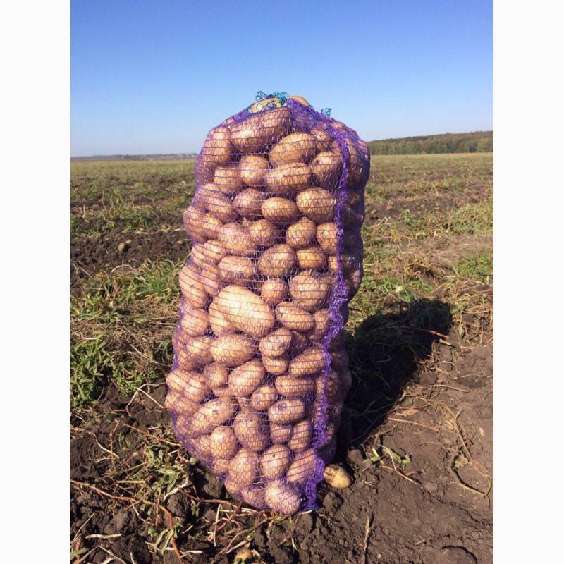 Картофель зорачка: описание сорта, фото, отзывы об урожайности и характеристика вкусовых качеств
