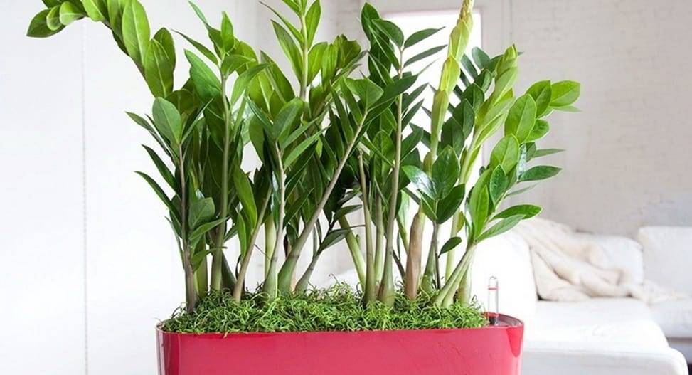 Замиокулькас zamioculcas - уход, пересадка, проблемы выращивания