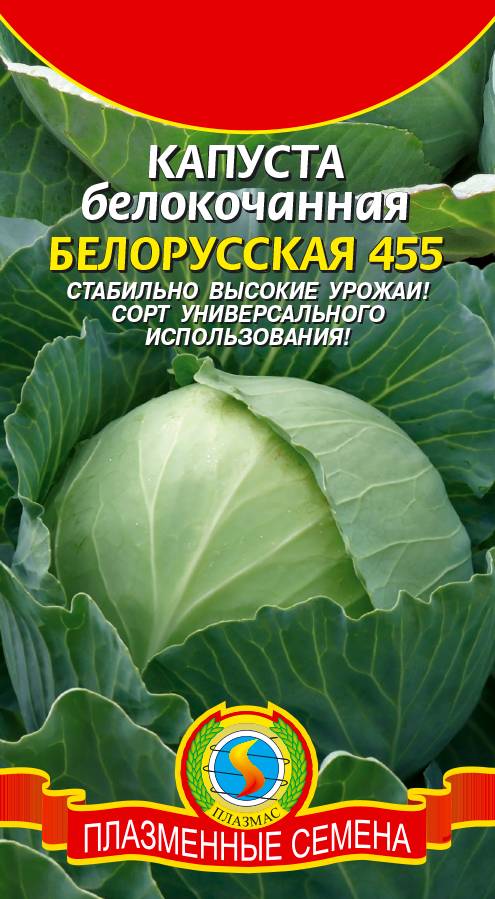 Капуста белорусская: характеристики сорта и советы по уходу и посадке