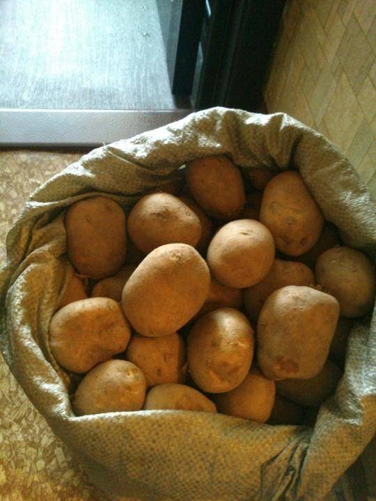 Картофель чародей