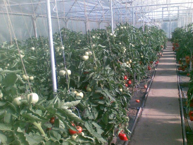 Пошаговая инструкция выращивания помидор рассадой в теплице